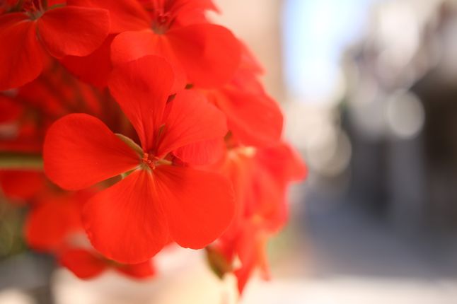 Minimalna odległość ostrzenia 16 cm oznacza fotografowanie naprawdę z bardzo bliska. Tyle, że przy stosunkowo krótkiej ogniskowej nie przekłada się to na dużą maksymalną skalę odwzorowania - 0,27 to maksimum, co wyciąga ten obiektyw.© Paweł Baldwin