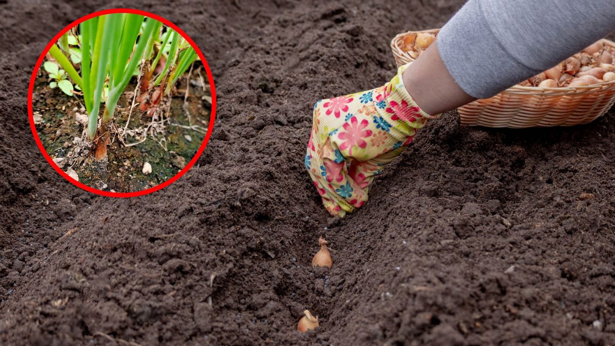 Kiedy sadzić cebulę dymkę?