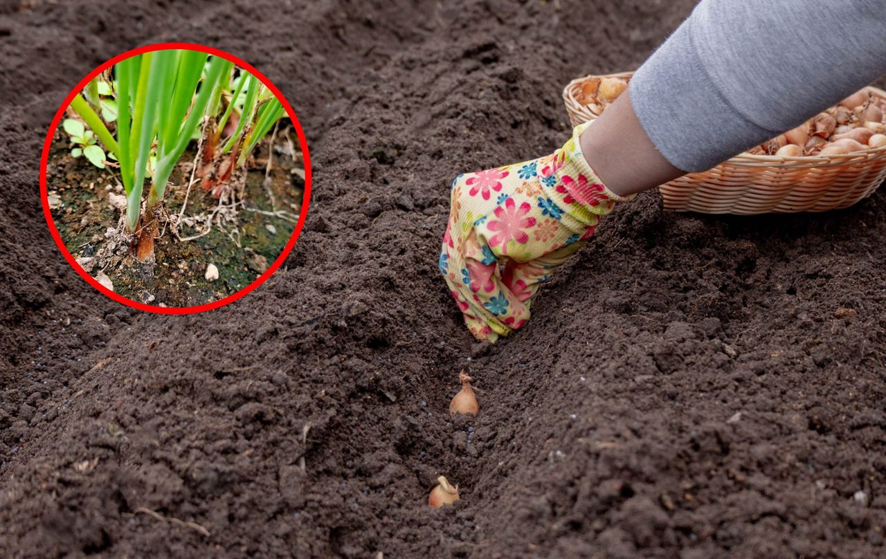 Kiedy sadzić cebulę dymkę? Nie przegap terminu
