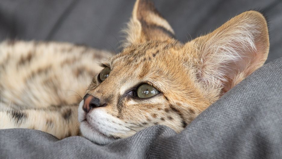 F1 hp Savannah purebred cat kitten peacefully sleeping on a cozy hanging chair. This exotic feline with a wild appearance is captured mid-nap, showcasing its spotted coat and elegant posture. Perfect for projects related to animals, relaxation, or feline exoticism.
F1 Savannah, Indoor, Savannah cat, animal, animal portrait, beautiful, calm, cat, closeup, cute cat, domestic cat, exotic, exotic animal, exotic cat, feline, hanging chair, hybrid cat, kitten, luxury pet, mamma, nap time, pet, purebred, relax, relaxed cat, serval, sleeping cat, soft blanket, spotted cat, sunlight, wild cat, animal, animal portrait, beautiful, calm, cat, closeup, cute cat, domestic cat, exotic, exotic animal, exotic cat, f1 savannah, feline, hanging chair, hybrid cat, indoor, kitten, luxury pet, mamma, nap time, pet, purebred, relax, relaxed cat, savannah cat, serval, sleeping cat, soft blanket, spotted cat, sunlight, wild cat