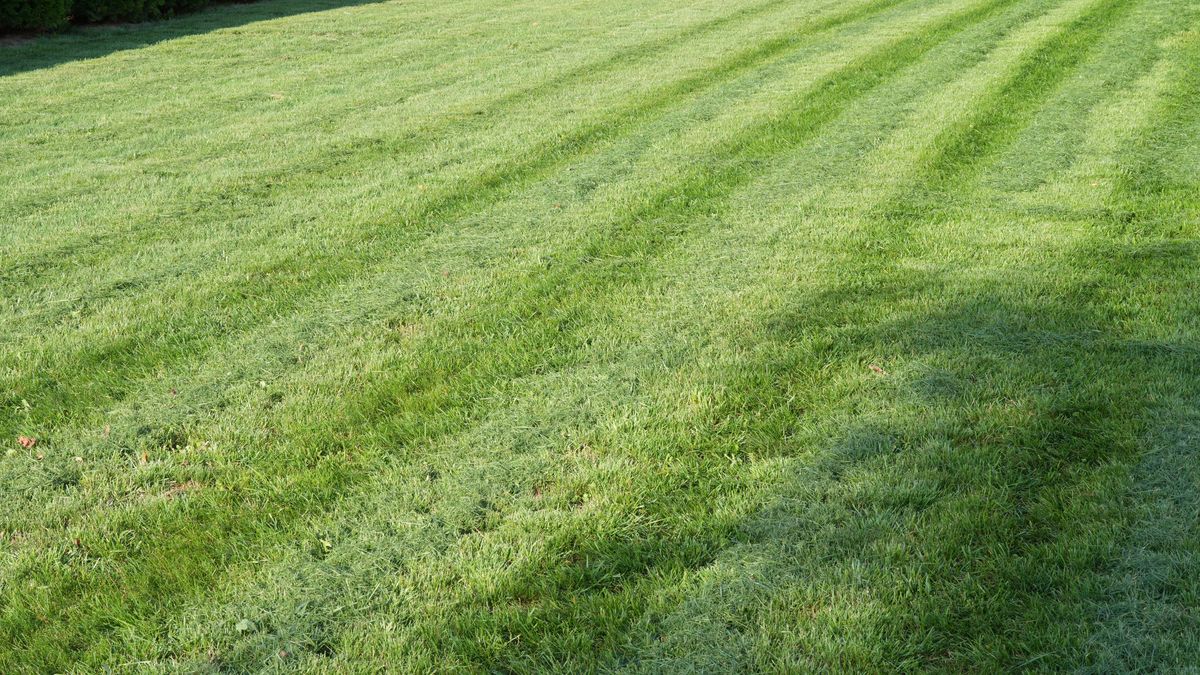 Jak we wrześniu zadbać o trawnik?