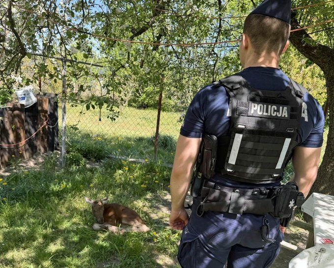 Funkcjonariusze pomagają małemu łoszakowi 
