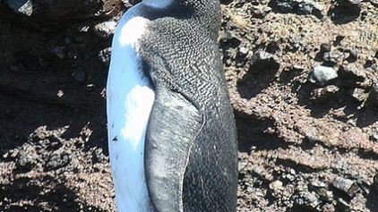 Nanotechnologów będą inspirować pióra pingwinów 1