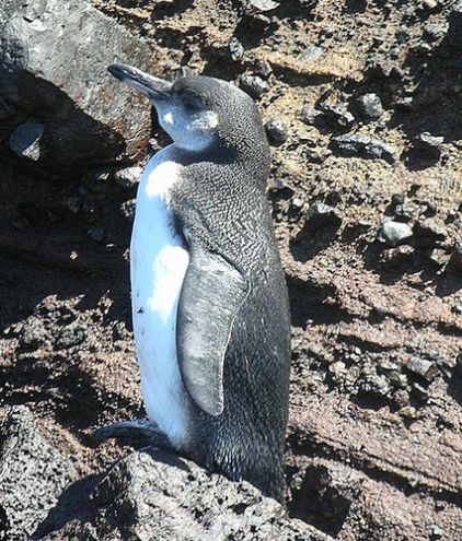 Nanotechnologów będą inspirować pióra pingwinów