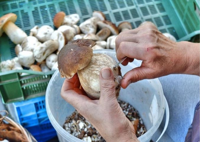 Kiedy jadalne grzyby mogą stać się trujące? Dietetyk podpowiada jakich błędów unikać