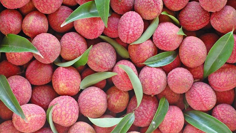 Owoce liczi na pusty żołądek są trujące