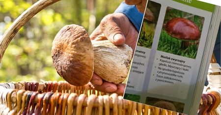 Grzybiarze zbulwersowani podręcznikiem. "Tego uczą nasze dzieci"
