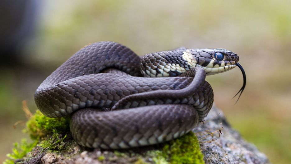 Zaskroniec zwyczajny (zdjęcie ilustracyjne)