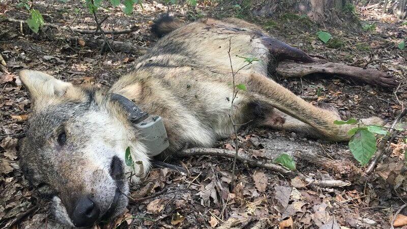 Zastrzelony wilk Kosy z Roztoczańskiego Parku Narodowego | fot. Stowarzyszenie dla Natury "Wilk"