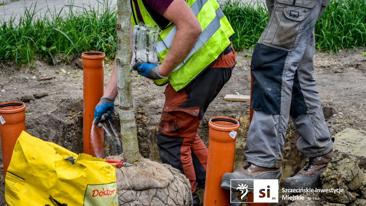 Chcieli zasadzić drzewa, natrafili na problem