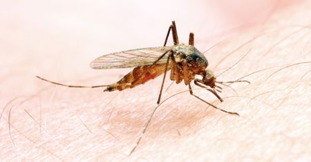 Włóż do puszki i podpal. Nie zbliżą się przez cały wieczór