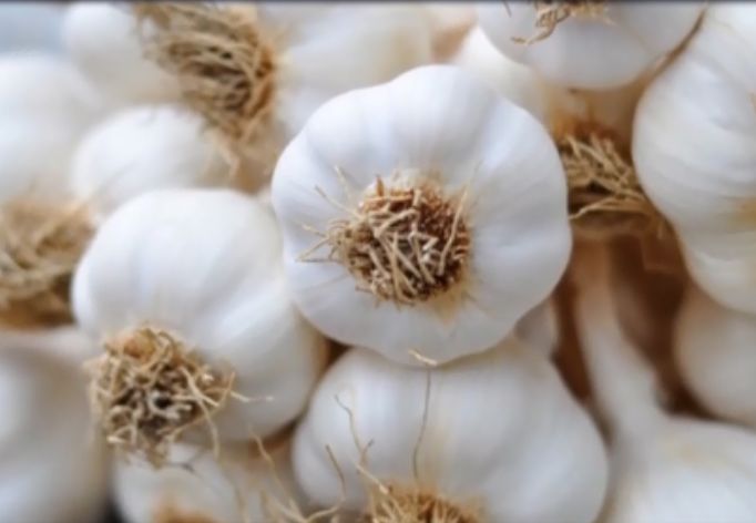 Czosnek jak penicylina (WIDEO)