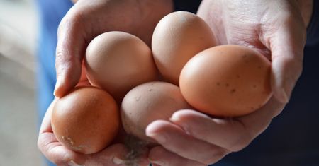 Koronawius zwiększył zapotrzebowanie na jaja. Polska będzie mogła sprzedawać je do Tajlandii