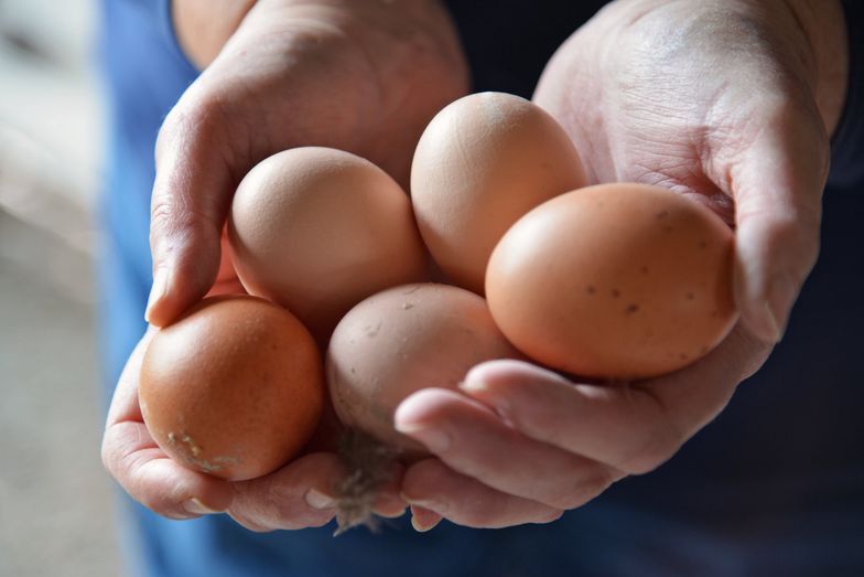 Polska produkcja jaj znacznie przewyższa krajowe zapotrzebowanie.
