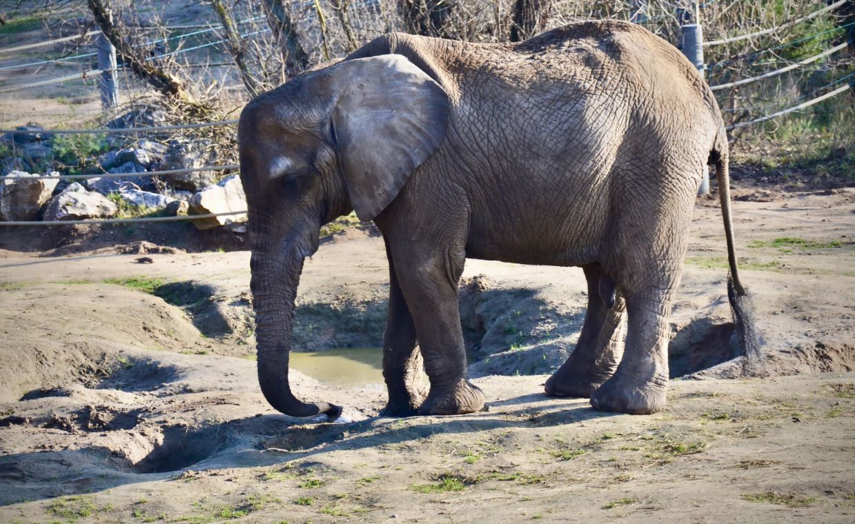 Afera w poznańskim ZOO. Radna PiS grozi prokuraturą po śmierci słonicy