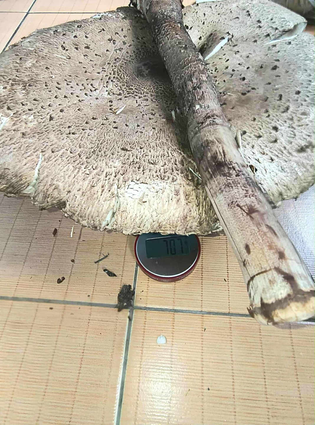 Pani Monika znalazła ogromną kanię.