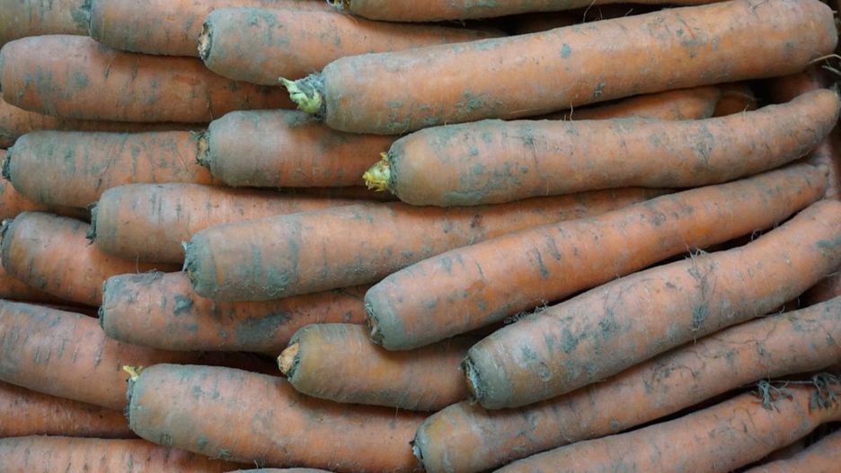 Ile kosztuje 1 kg marchwi na początku września 2025 r.?