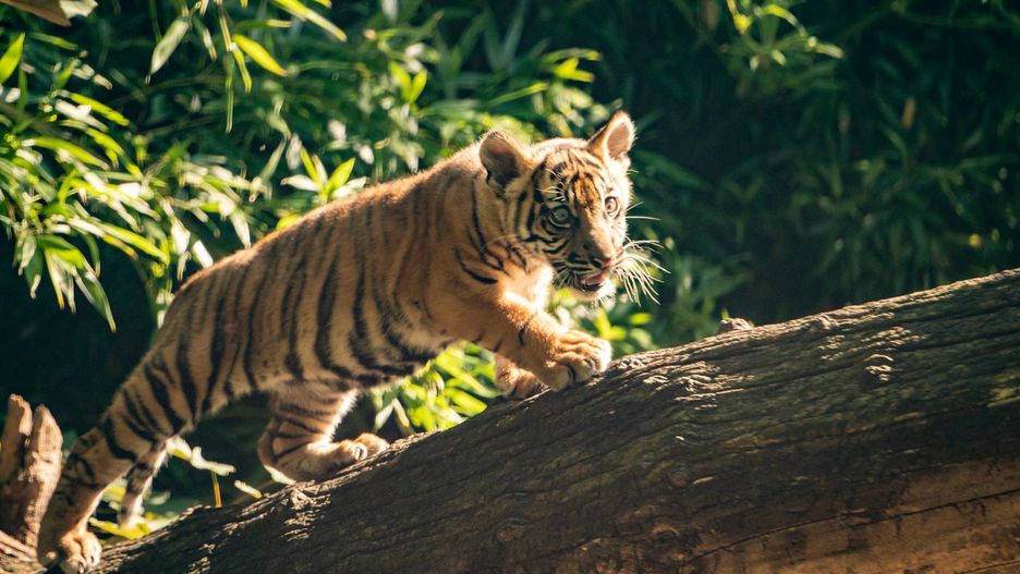 Wrocław. Ambasador Indonezji nadała imię tygrysicy z ZOO. "Musiałam tu przyjechać"