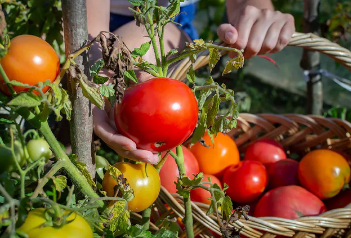 Pomidory należy chronić przed atakami szkodników