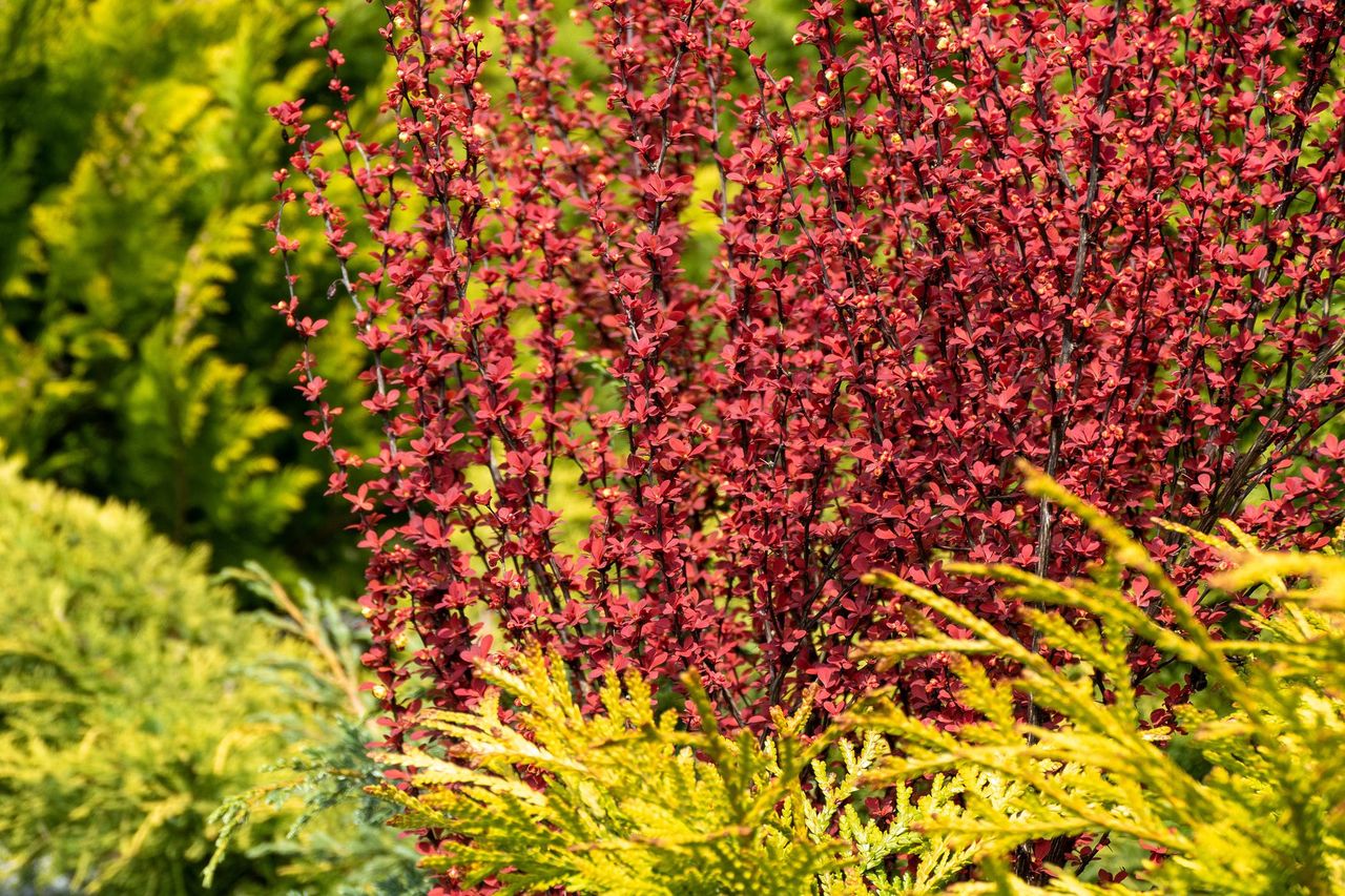 Posadź zamiast tui. Sąsiad szybko pozazdrości