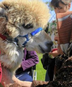 Warszawa. Koparka w opresji. Alpaki potrzebują pomocy