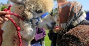 Warszawa. Koparka w opresji. Alpaki potrzebują pomocy