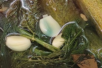 Dlaczego czosnek robi się niebieski w ogórkach? Wielu zastanawia się, czy można go bezpiecznie zjeść