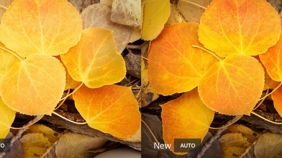 Grudniowa aktualizacja Adobe. Lightroom CC ze sztuczną inteligencją i nowymi funkcjami 1