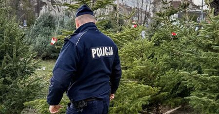 Nielegalna wycinka gałęzi i drzew przed świętami. Grożą duże kary