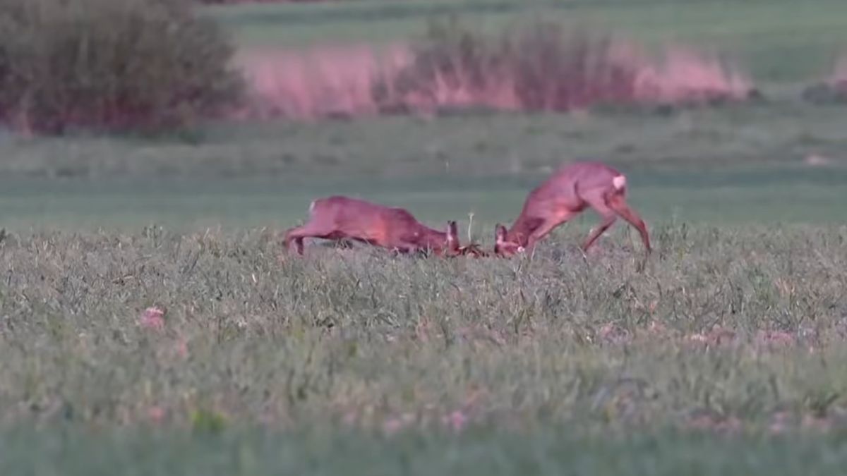 Potyczka dwóch rogaczy.