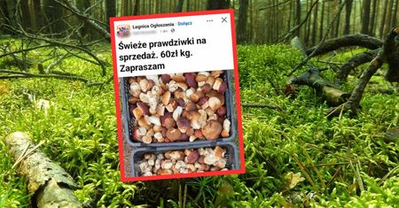 Wystawiła grzyby na sprzedaż. Cena za kg wywołała dyskusję