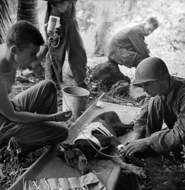 Amerykańscy żołnierze opatrują rannego psa. 1944.