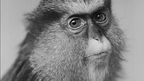 Portrety małp z wrocławskiego zoo, które podbiły Londyn [inspiracja] 1