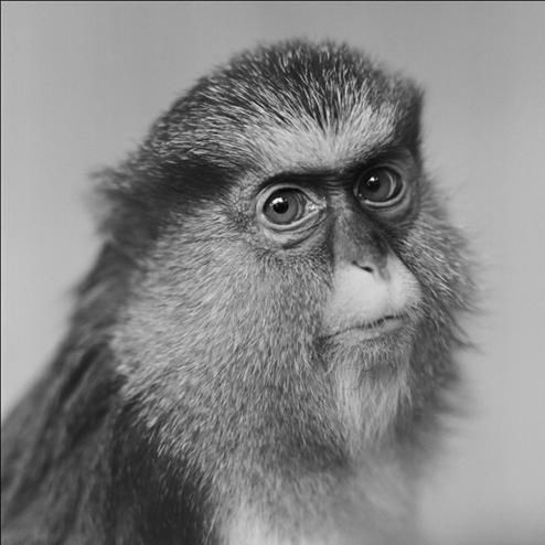 Portrety małp z wrocławskiego zoo, które podbiły Londyn [inspiracja]