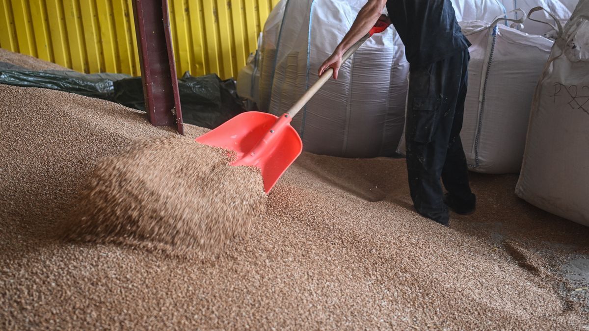 ROGOW, POLAND - SEPTEMBER 25: A worker arranges wheat seeds at Wieslaw agricultural farm on September 25, 2023 in Rogow, Poland. Wieslaw, who manages an agricultural farm, a family business since 1785. This year he sold 800 tones of wheat 30% under the market price and has 3000 tones of the same product in storage without a buyer as throughout the year, Ukrainian wheat flooded the Polish market. His farm, annually produces an average of 4000 tones of wheat, 3000 tones of corn and also white beet.  Trade and diplomatic issues between Ukraine and Poland surrounding honey, wheat, corn, rapeseed and sunflower seeds produced in Ukraine have sparked discord. (Photo by Omar Marques/Getty Images)