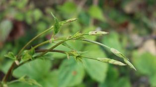 W Polsce uznawane za chwast. Sąsiedzi na zachodzie płacą za nie krocie