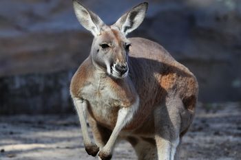 Chciał ratować psa. Poturbował go kangur. Wystarczyło 25 sekund