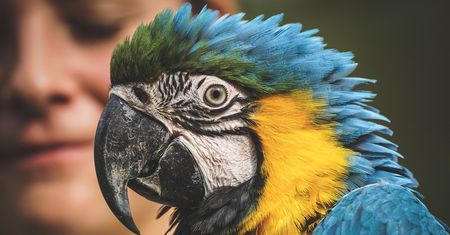 Agresywna papuga nie daje żyć. Mieszkańcy Mosiny żyją w strachu