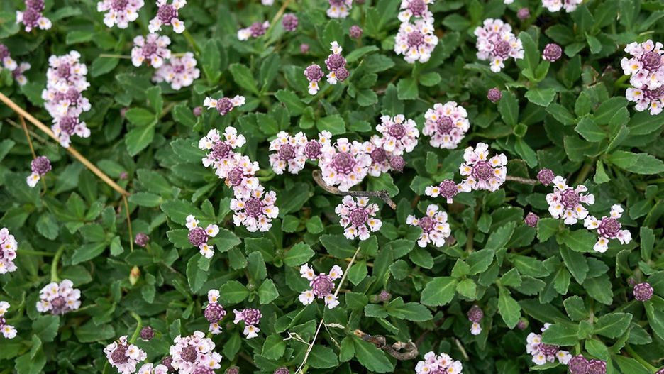 Lippia repens zamiast trawnika w ogrodzie