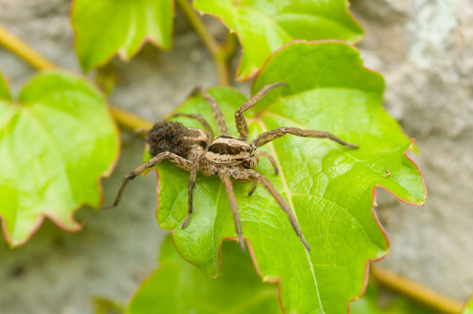 Niebezpieczny pająk w Polsce. Tak atakuje ofiary