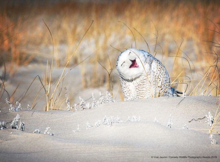 Najśmieszniejsze zwierzęta w konkursie Comedy Wildlife Photography Awards 2019 2