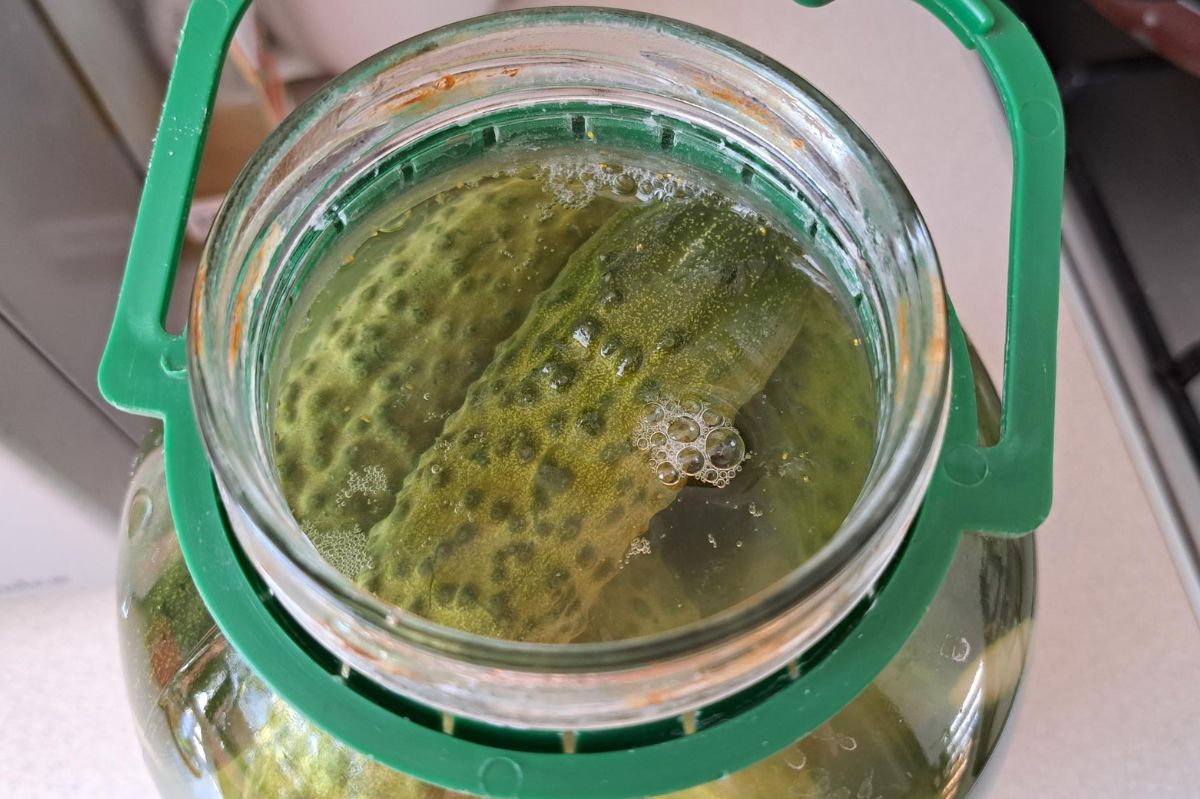 Preventing soft pickles: Tips for perfect half-sour crunch