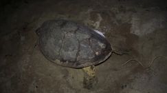 Samica żółwia złożyła jaja. Jest zagrożona wyginięciem