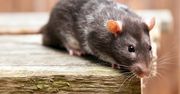 Nie ma szczura, który nie dostanie białej gorączki. Połóż w kątach, a wytępisz gryzonie