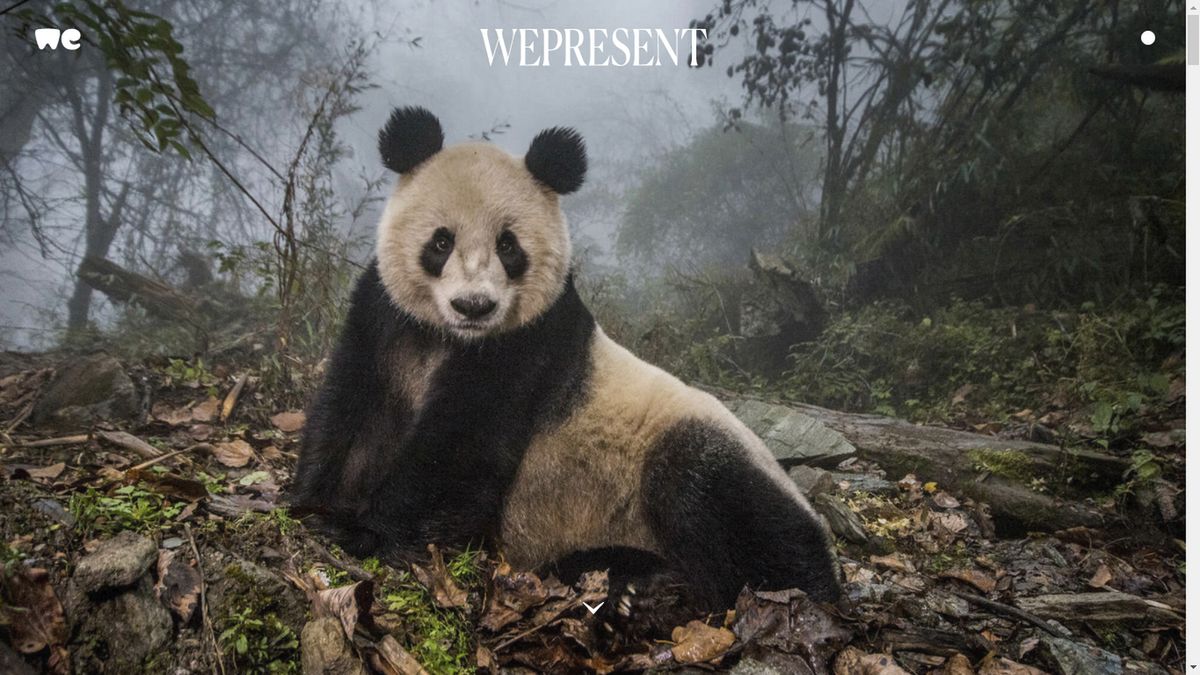 WeTransfer nie tylko do przesyłania zdjęcia. To źródło inspiracji! 1