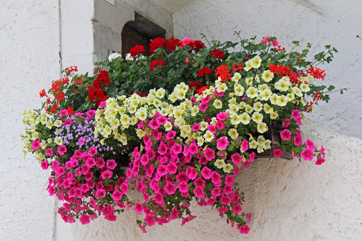 Kwiaty balkonowe mają szansę przetrwać zimę