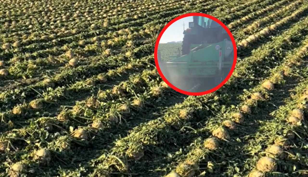 2 zł za kg. Rolnik zaprasza. "Prosto z pola"