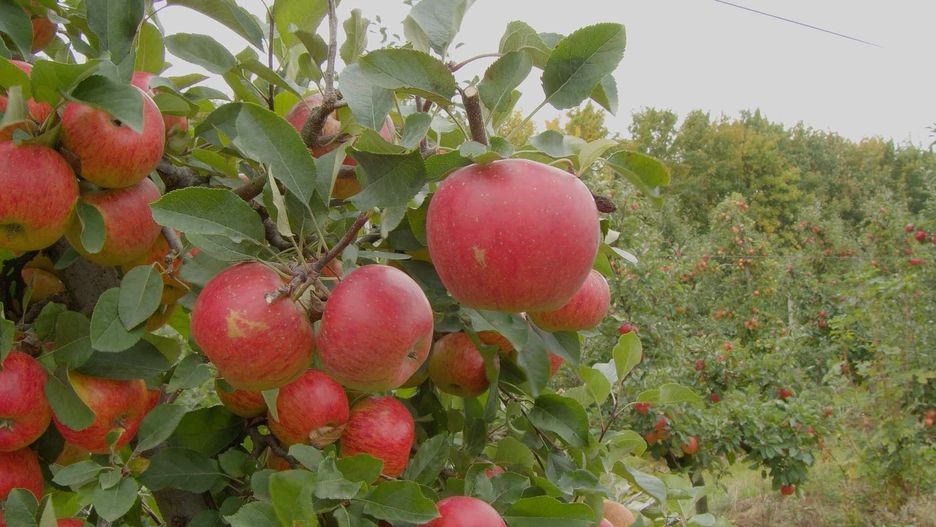 Jabłkobranie u Celmerów