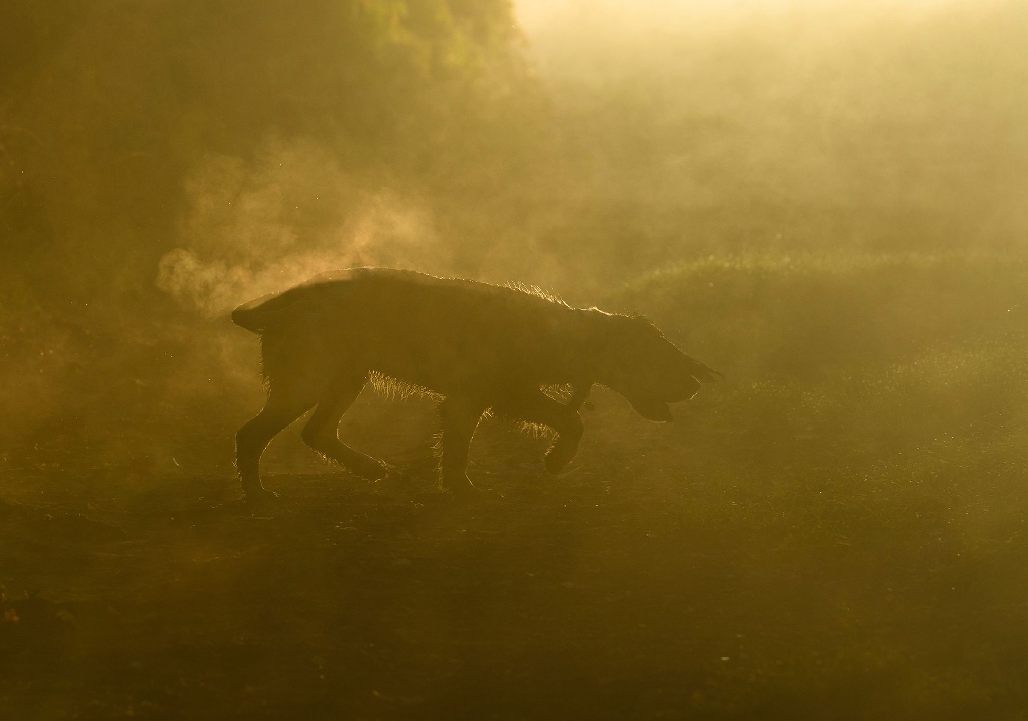 Najpiękniejsze zdjęcia psów w konkursie Dog Photographer of the Year 2018 14
