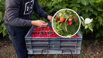 Po 9 nie da się już pracować. "Żadna cena nie pomoże w tym roku"